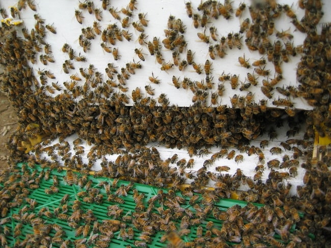 5.5㎝ 소문에 꿀벌들 모습입니다.