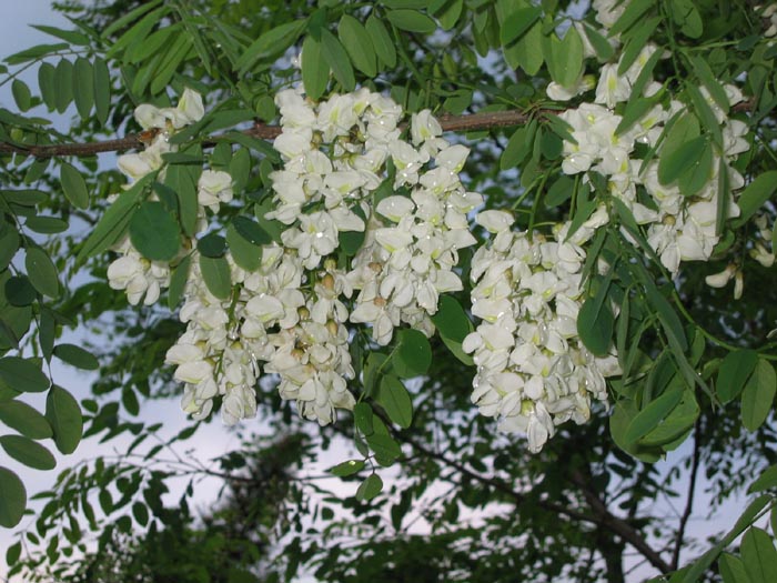 2006 īþ ϼ